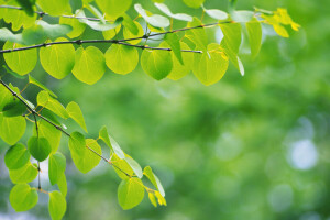 greens, leaves, macro