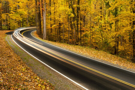 l'automne, forêt, route