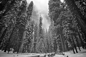 forest, Redwood, Sequoia, snow, tree, winter