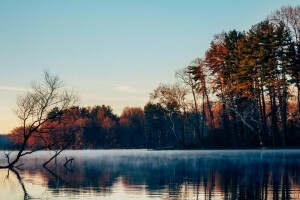 fog, forest, lake, late autumn, morning, surface, trees