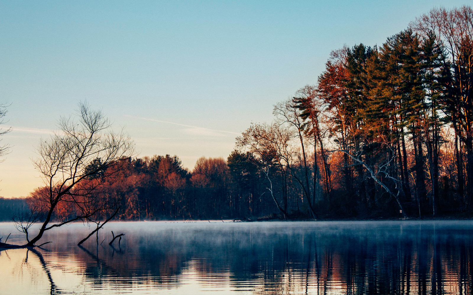 foresta, lago, alberi, mattina, nebbia, tardo autunno, superficie