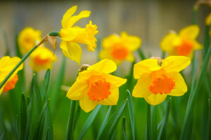 gress, makro, Narcissus, natur, petals, vår