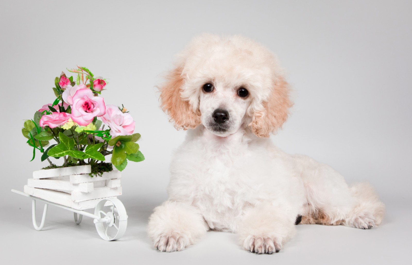 chiot, fleurs, Caniche