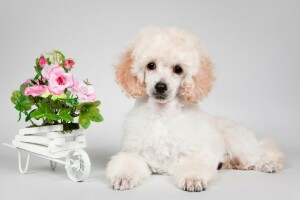 blomster, Poodle, hundehvalp