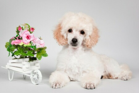 flores, Poodle, cachorro