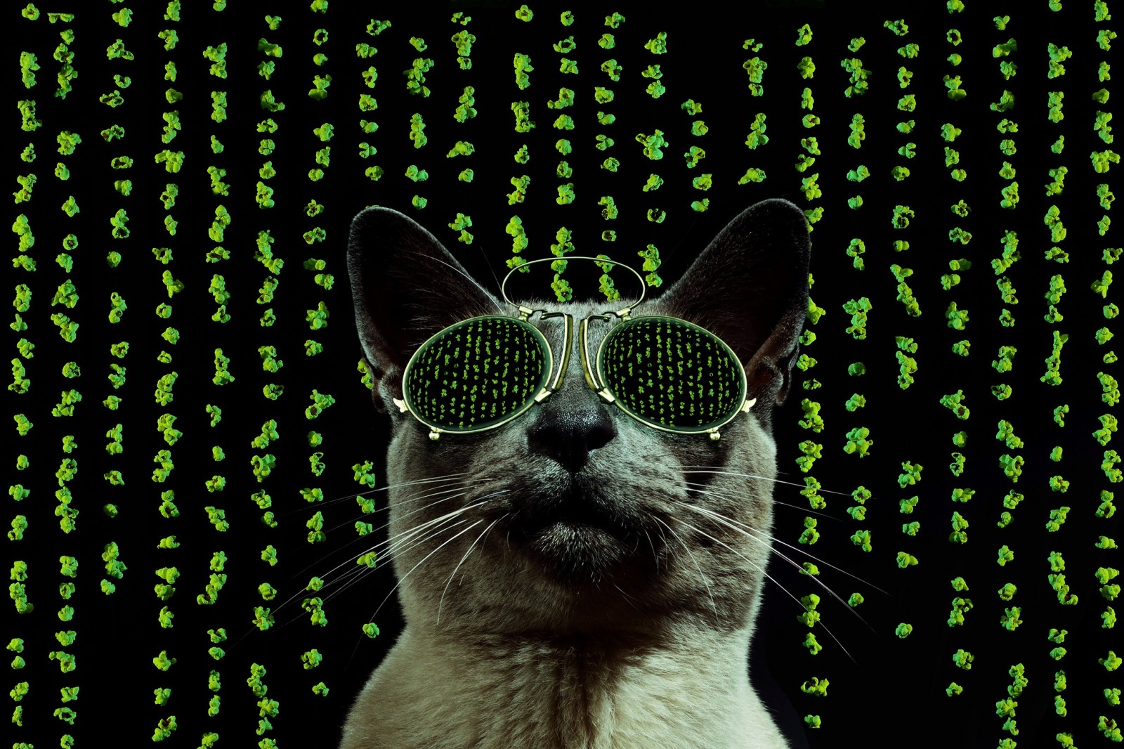 cat, style, glasses, matrix