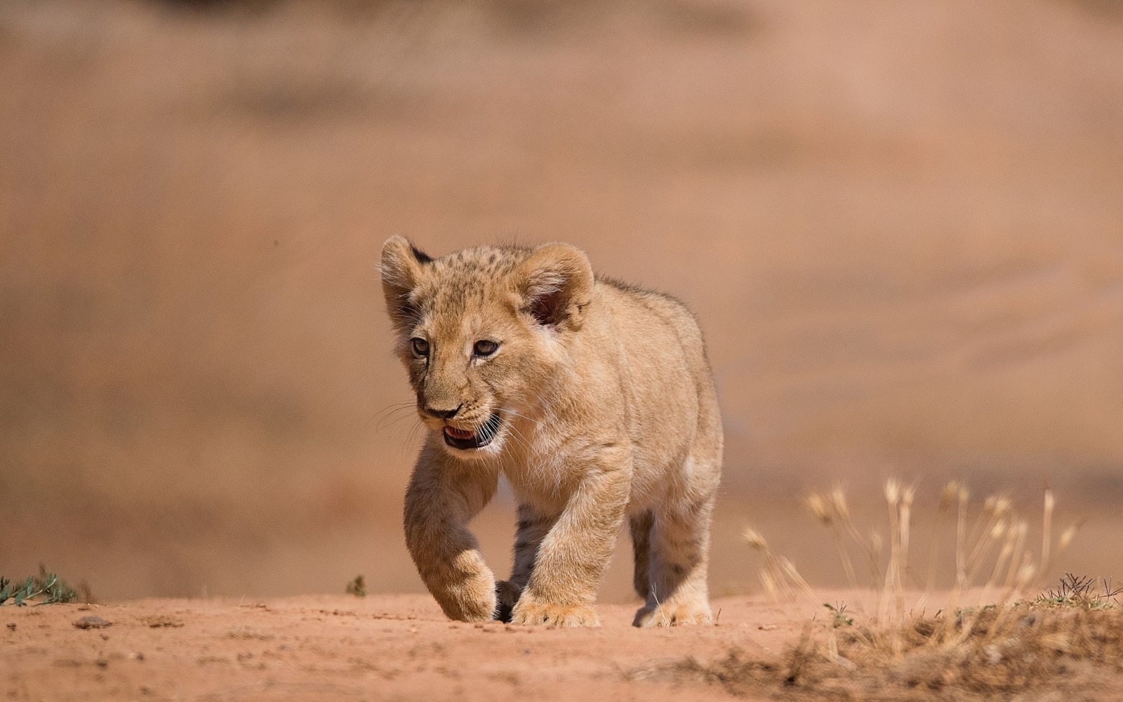 cub, løve, Leo