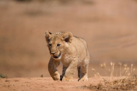 cub, Leo, lion