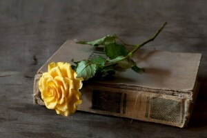 book, rose, yellow