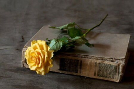 libro, rosa, giallo