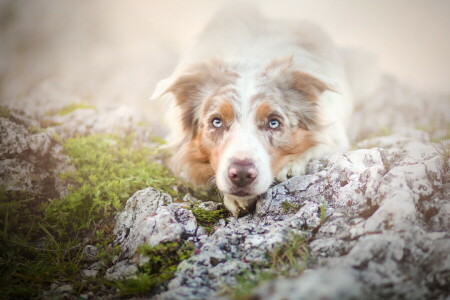 dog, each, look, summer