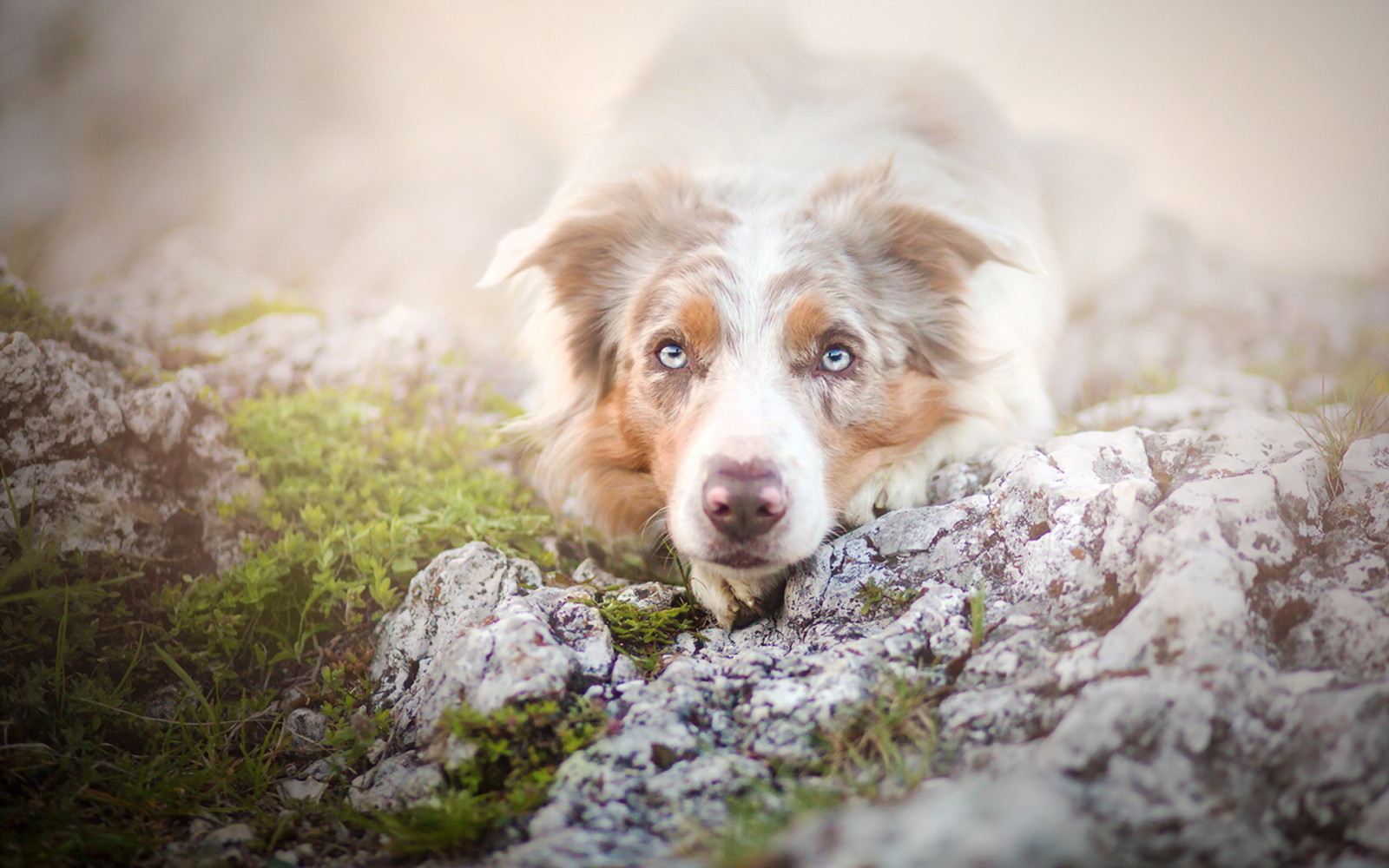 aussehen, Hund, Sommer-, jeder