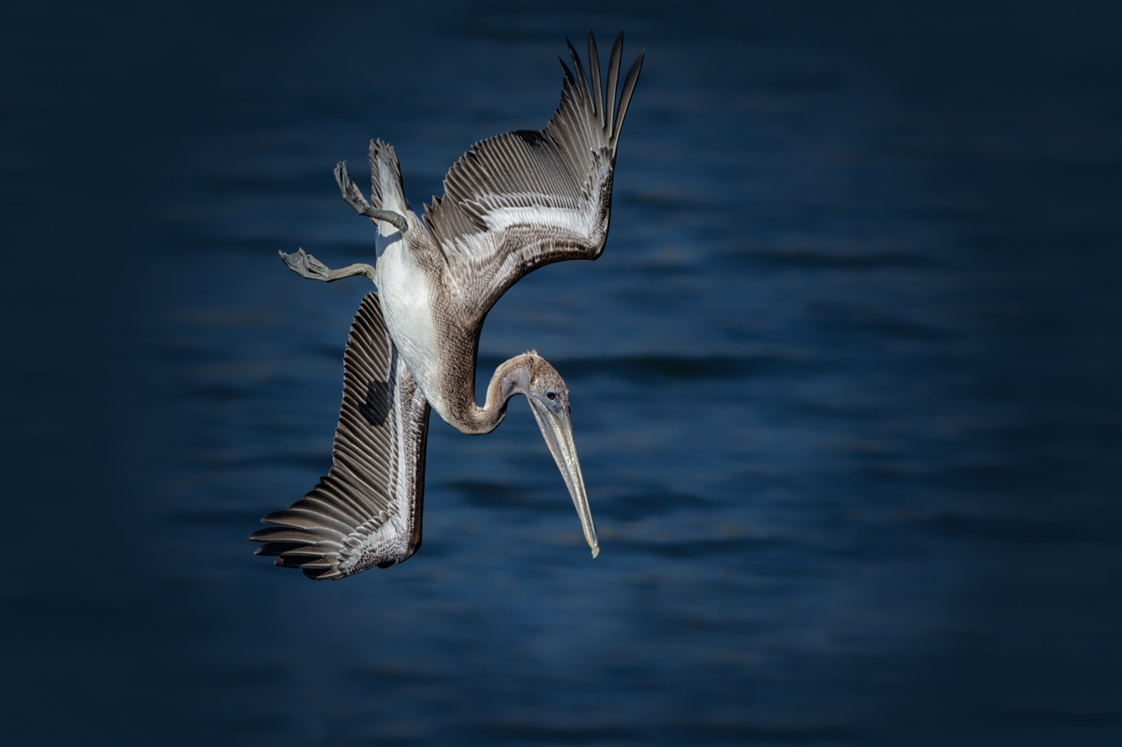 water, vogel, jacht-, visvangst, Pelikan bruin