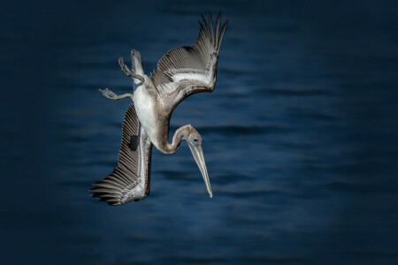 oiseau, pêche, chasse, Pelikan marron, l'eau