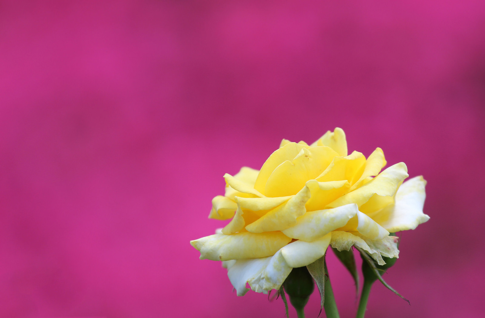 antecedentes, macro, Rosa, pétalos, Brote