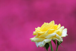 sfondo, Germoglio, macro, petali, rosa