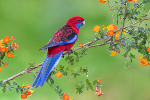 oiseau, branche, fleurs, perroquet, faune