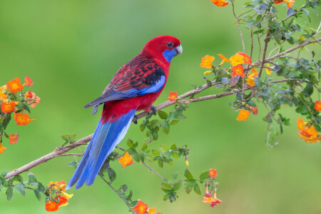 bird, branch, flowers, parrot, wildlife