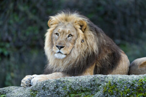 macska, Oroszlán, néz, sörény, kő, © Tambako The Jaguar