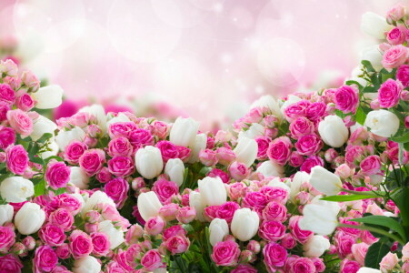 beaucoup, fleurs, photo, des roses