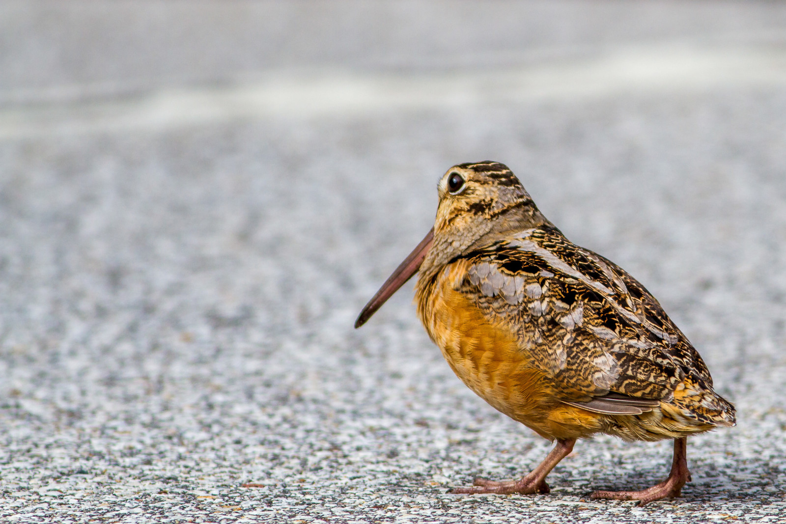 bird, beak, woodcock