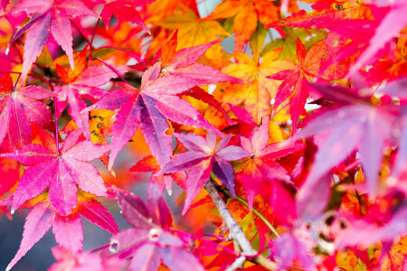 otoño, hojas, arce, naturaleza, pintar