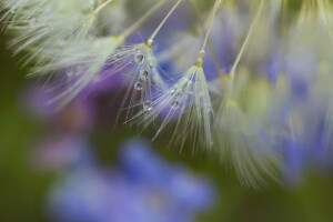 dandelion, drop, macro, Rosa, seeds