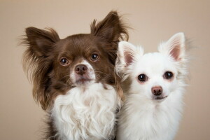 achtergrond, honden, vrienden