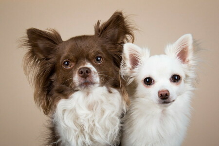 background, dogs, friends