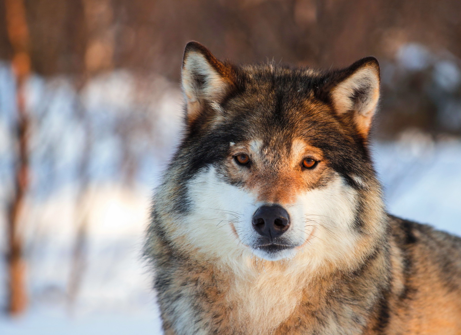 kijken, achtergrond, portret, grijs, wolf