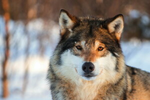 Contexte, gris, Regardez, portrait, Loup