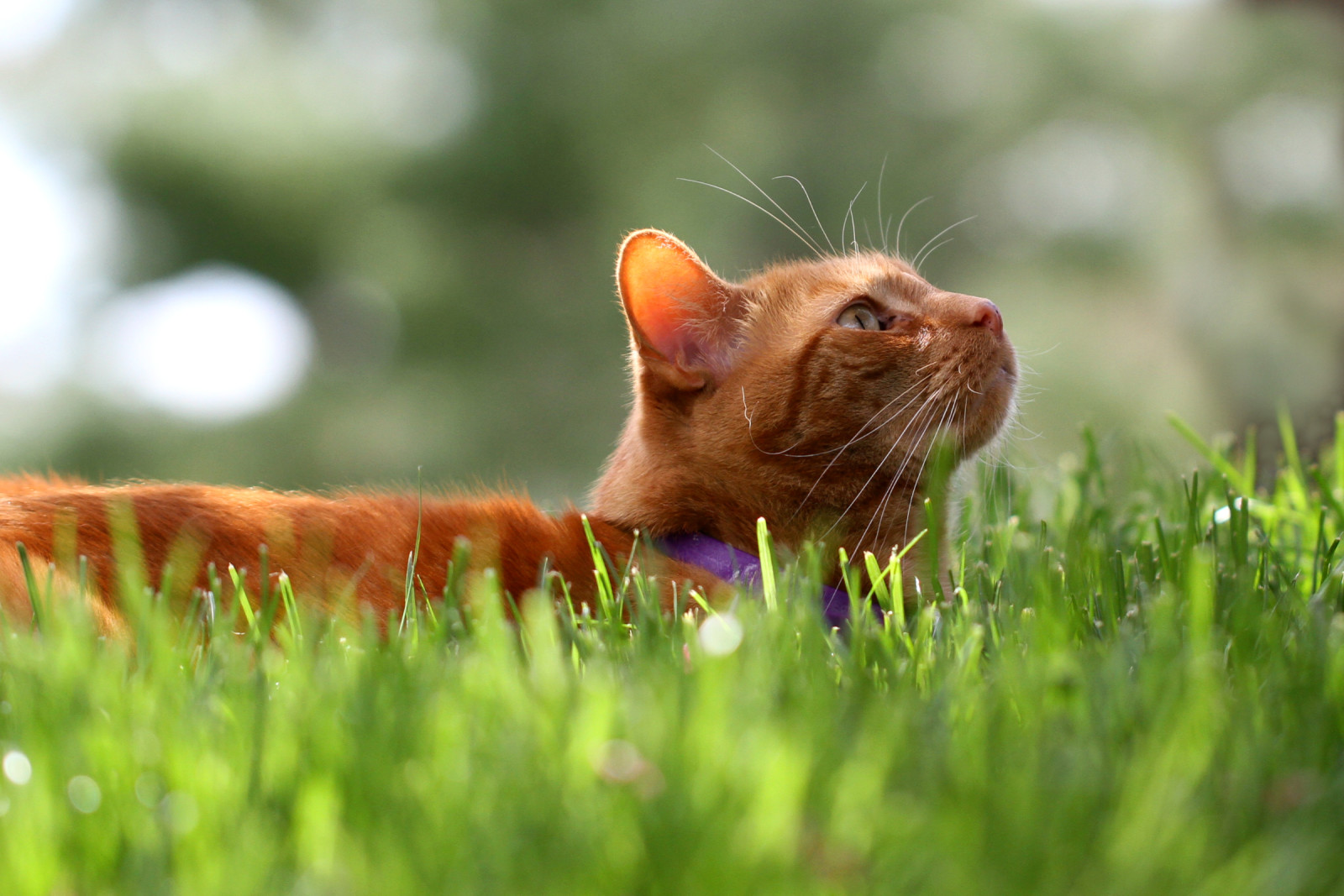 herbe, chat, rouge, Koshak, Matou