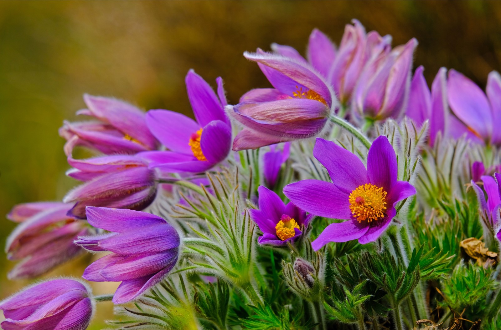 Natur, Blumen, Frühling, Kreuz, Primeln, Schlafgras, Anemonen