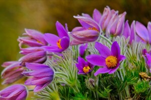 anemoni, attraversare, fiori, natura, primule, sonno-erba, primavera