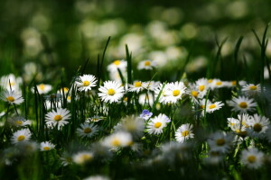 kamille, blomster, makro, sommer