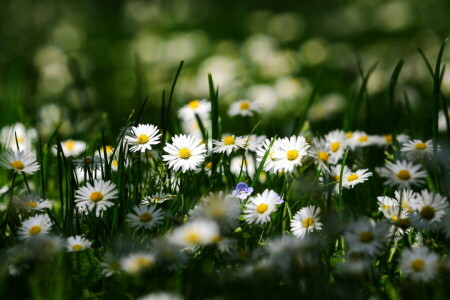 kamille, bloemen, macro, zomer