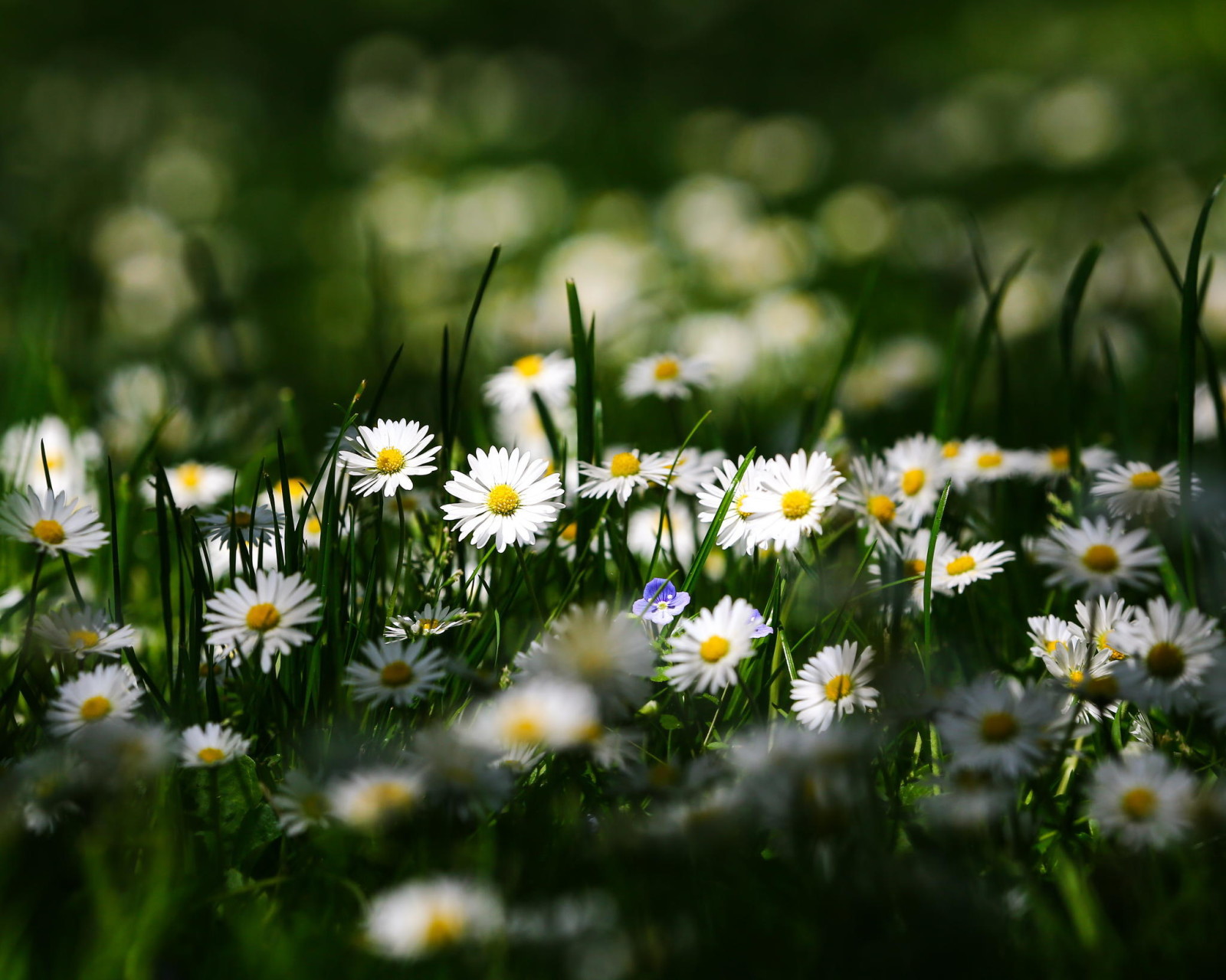 été, macro, fleurs, camomille