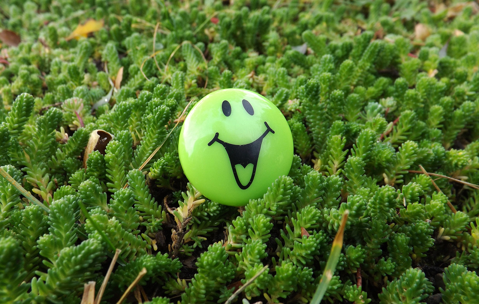 macro, smile, greens, spring, lawn, smiley