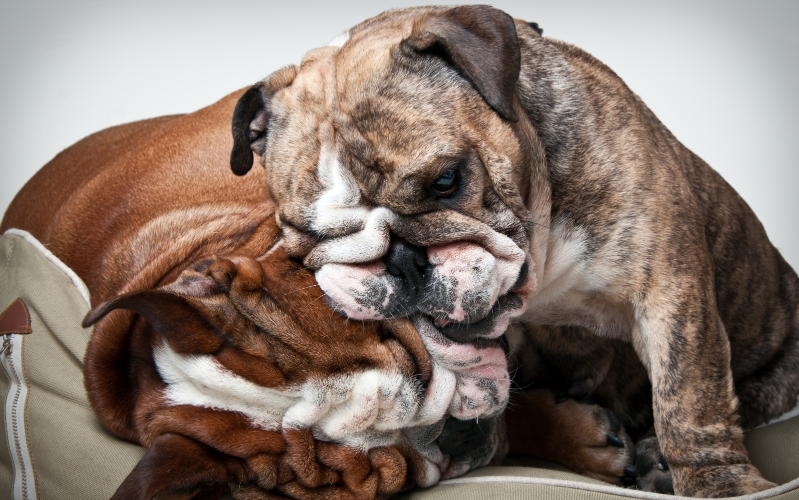 hus, venner, hunde