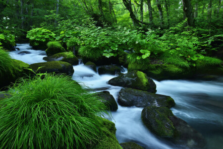 skog, flod, stenar