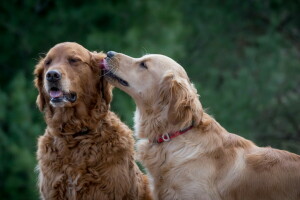 Contexte, chiens, copains