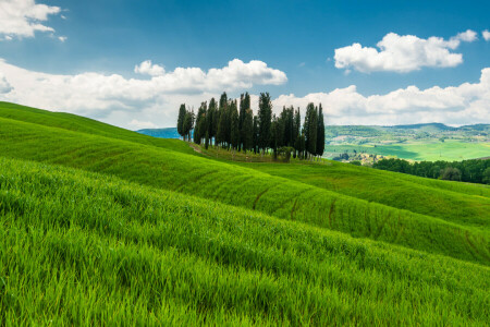 iarbă, dealuri, Italia, munţi, copaci, Toscana