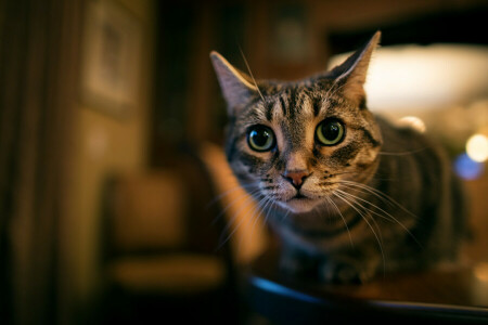 chat, yeux, regards