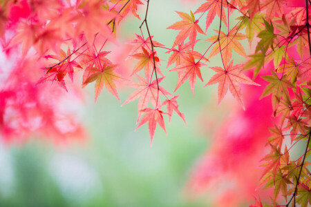 otoño, rama, hojas, arce, El carmesí