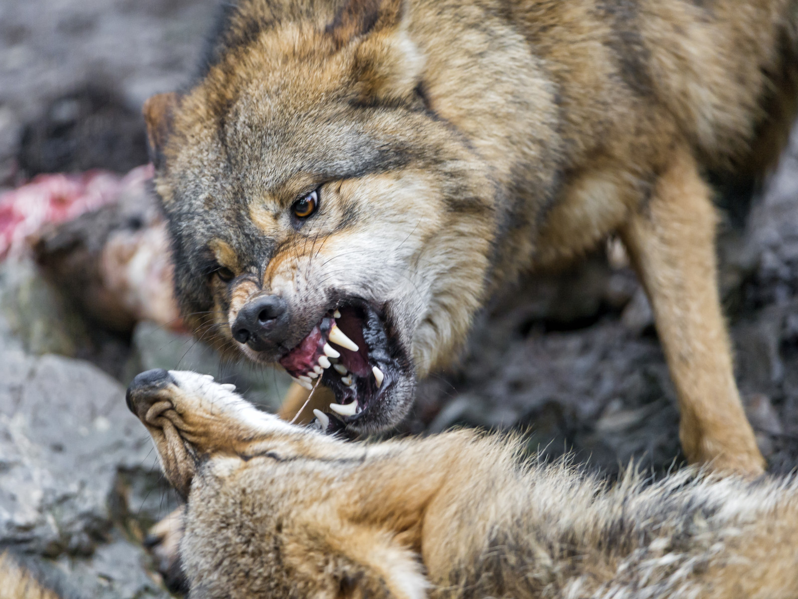 face, pair, wolf, fangs, grin, ©Tambako The Jaguar