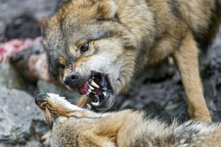 face, fangs, grin, pair, wolf, ©Tambako The Jaguar