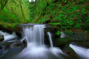 forest, river, stones, stream, trees, waterfall