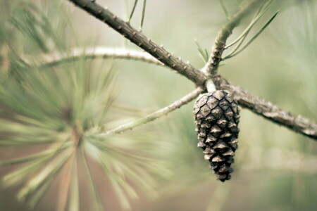 bosse, macro, la nature