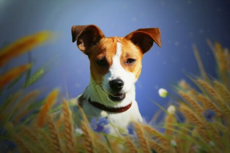 background, dog, each, ears, Jack Russell Terrier