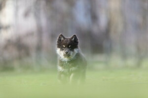 hund, varje, se